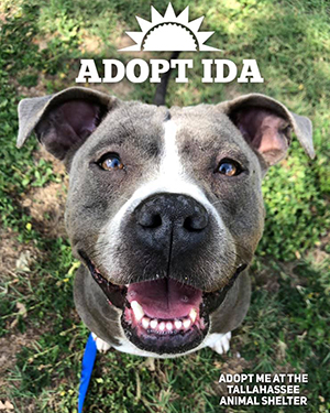 Adopt Ida